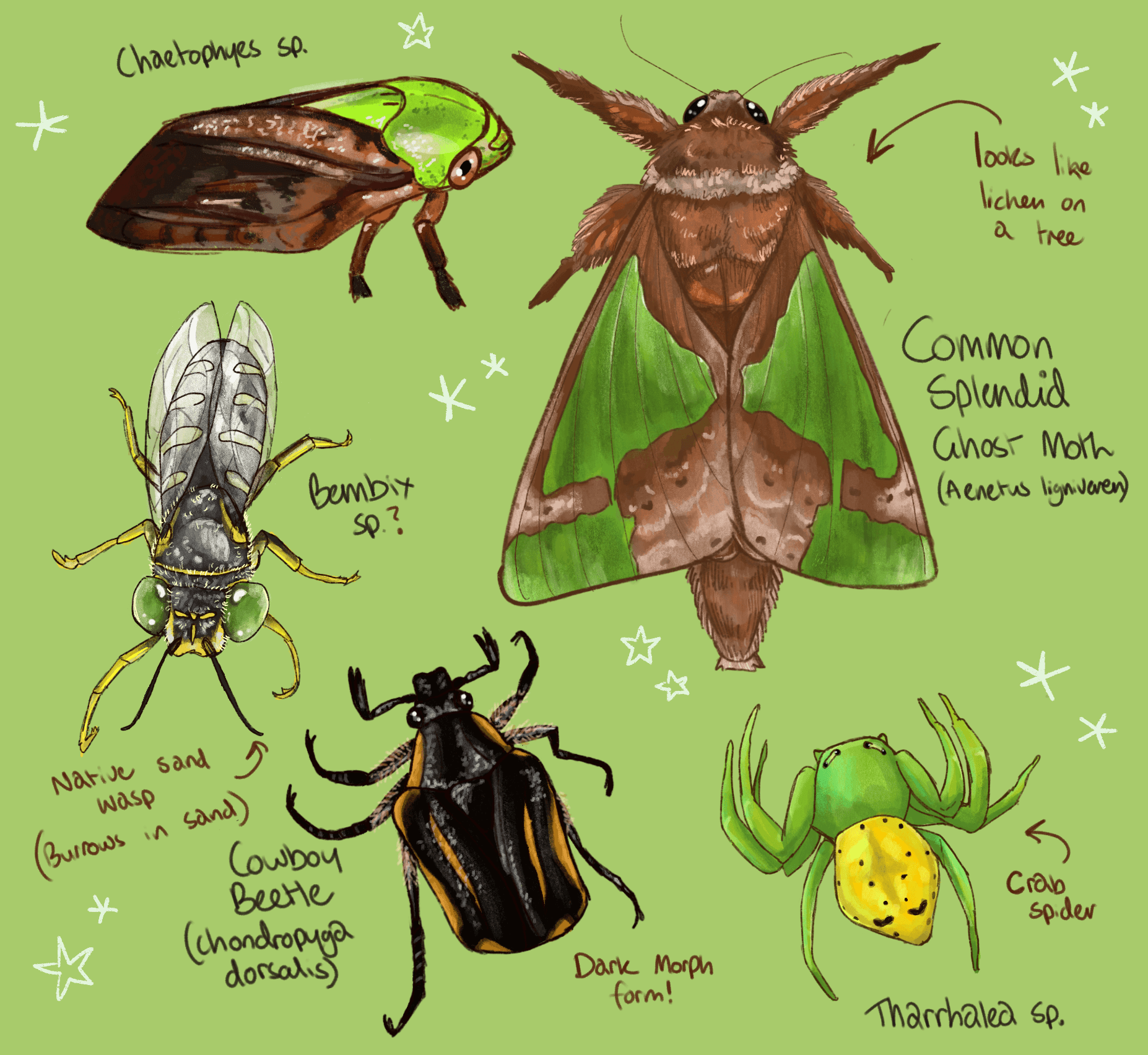 A digital artwork of a collection of different insects, including a leafhopper, a splendid ghost moth, a native Australian wasp, a cowboy beelte and a crab spider.