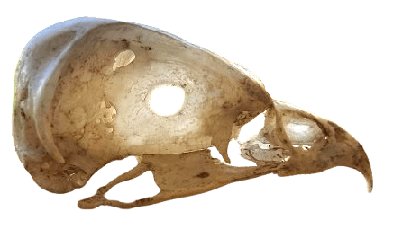 A transparent picture of an unknown bird of prey skull, with a small hooked beak and large eye sockets